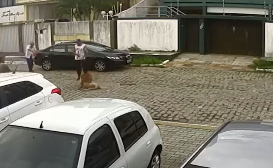 VÍDEO Pitbull ataca labrador em Candelária e tutor não faz nada para