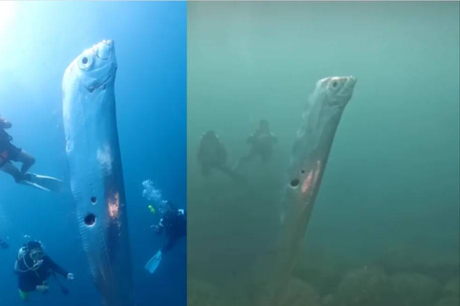 VÍDEO Peixe gigante é flagrado por mergulhadores de Taiwan e vídeo