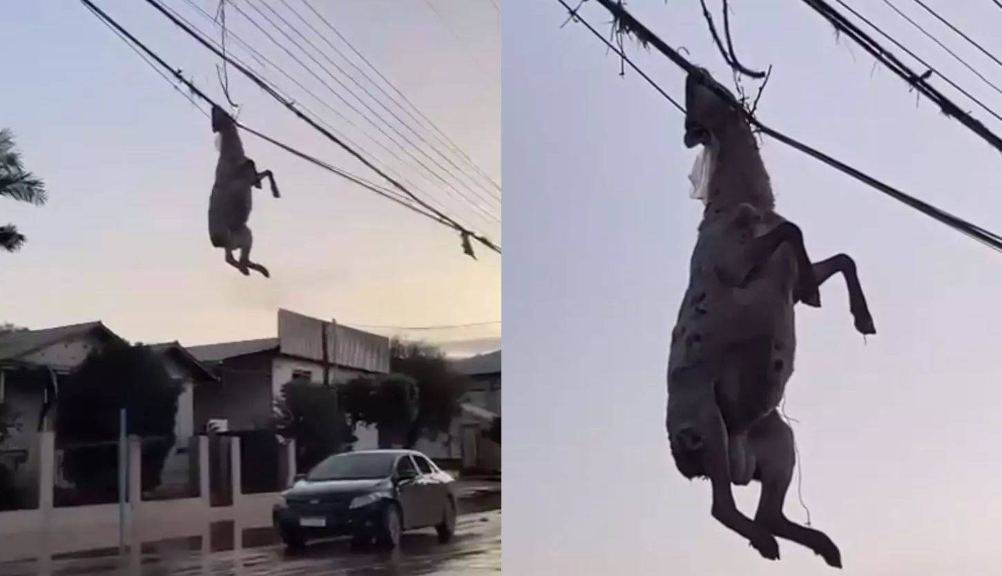 Ovelha Fica Pendurada Em Fia O Ap S Passagem De Ciclone Pelo Rs Veja