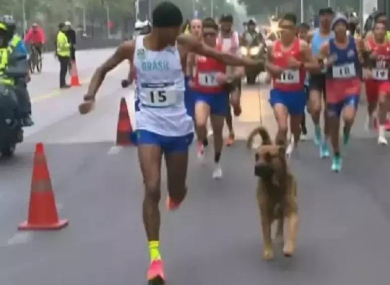 VÍDEO Cachorro invade maratona dos Jogos Pan Americanos e corre ao