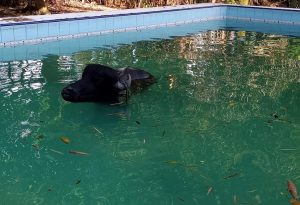 Búfalo caiu em piscina de sítio, em Manaus. — Foto: Divulgação/Corpo de Bombeiros