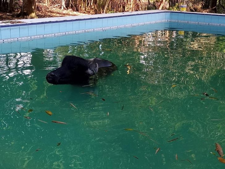 Búfalo caiu em piscina de sítio, em Manaus. — Foto: Divulgação/Corpo de Bombeiros