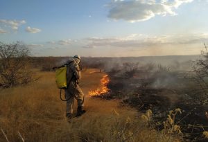 Incêndios florestais tem alta considerável no RN - Foto: Reprodução/g1