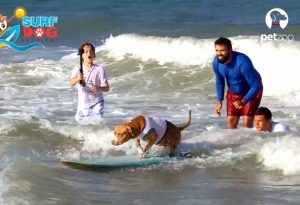 Cachorro surfando acompanhado de instrutores - Foto: Divulgação