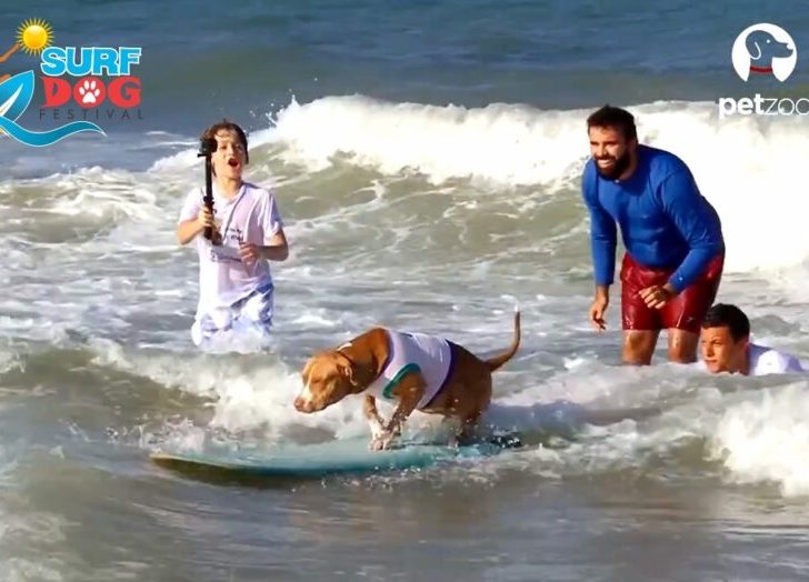 Cachorro surfando acompanhado de instrutores - Foto: Divulgação