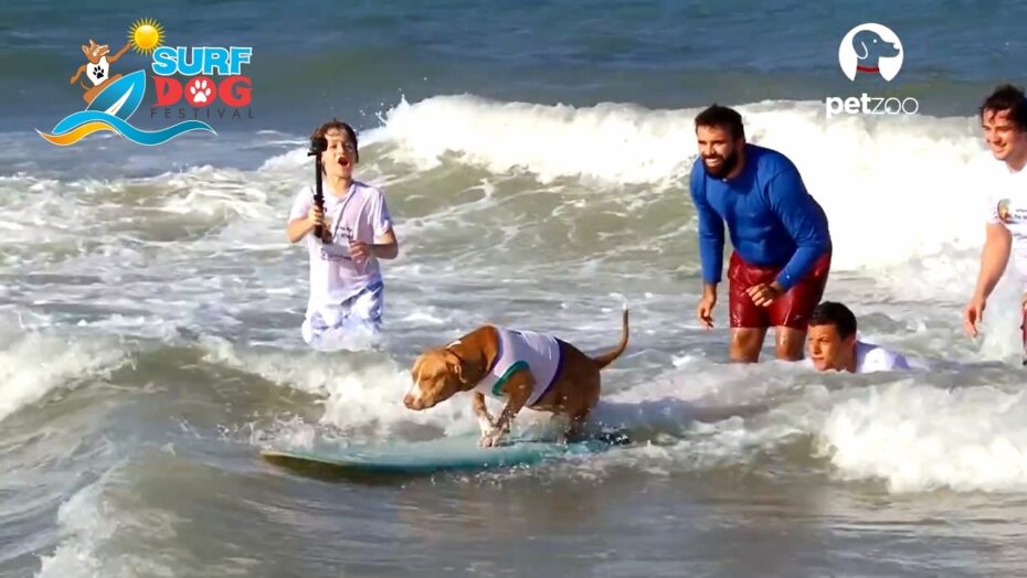 Cachorro surfando acompanhado de instrutores - Foto: Divulgação