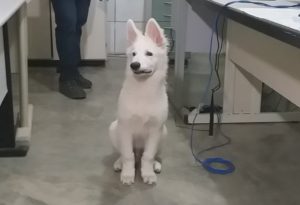 Cão da raça pastor suíço. Foto: Reprodução/Agora RN