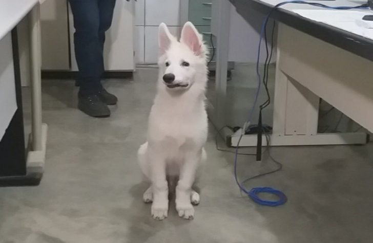 Cão da raça pastor suíço. Foto: Reprodução/Agora RN