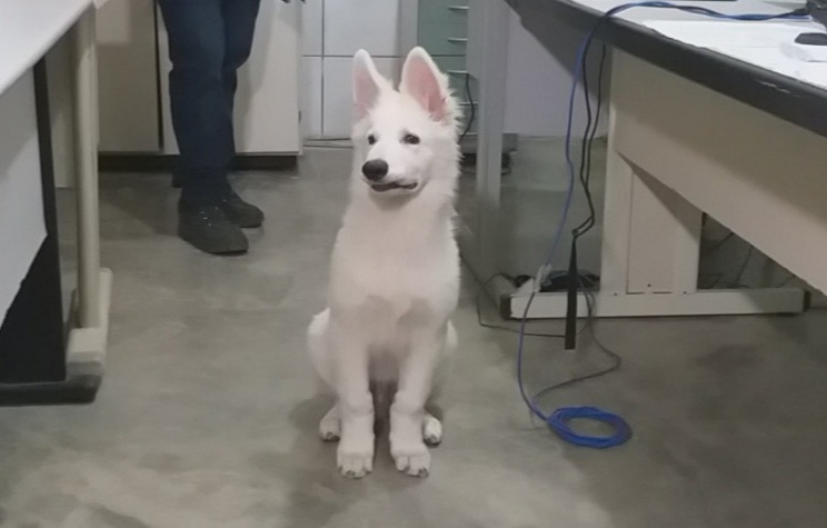 Cão da raça pastor suíço. Foto: Reprodução/Agora RN