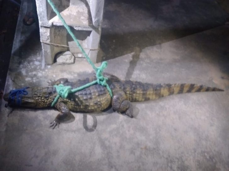 Jacará foi resgatado e levado para área de habitat após ser encontrado no centro do município de Bom Jesus, RN — Foto: Redes sociais