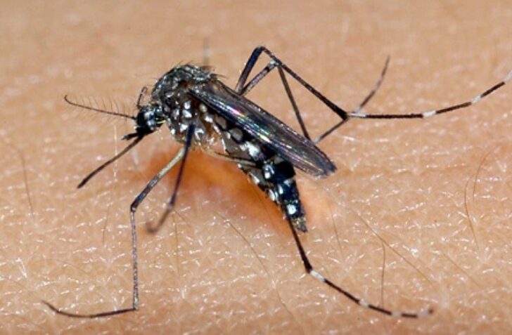 Dengue, chikungunya e zika tem crescimento de 407% em número de casos em Natal - Foto: Reprodução