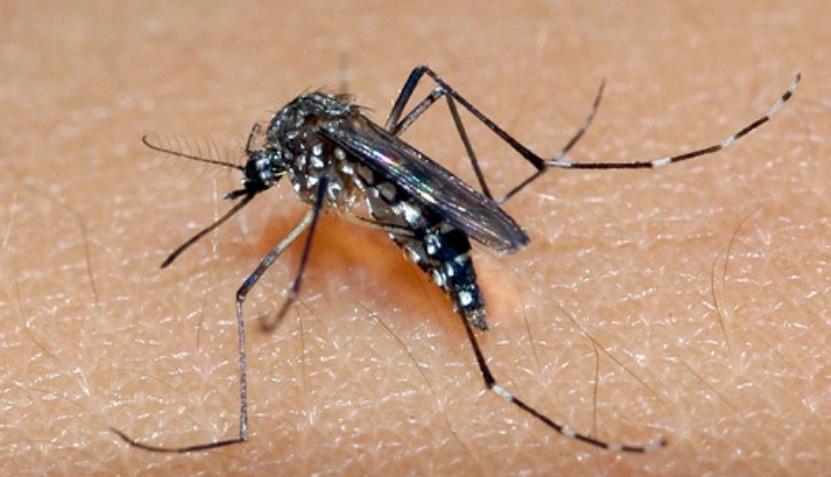 Dengue, chikungunya e zika tem crescimento de 407% em número de casos em Natal - Foto: Reprodução