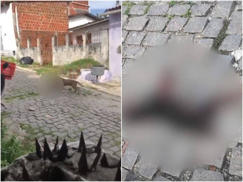 Ataque de Pitbull aconteceu no bairro Potengi, na Zona Norte de Natal - Foto: Reprodução