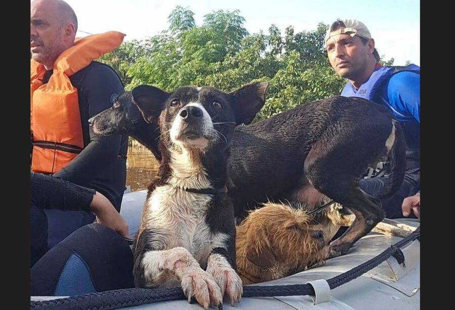 Estima-se que o número pode chegar a mais de 10 mil com operações do Corpo de Bombeiros, Exército e Defesa Civil. Foto: Reprodução/ Instagram/ @deisefalci