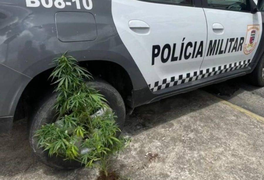 Pé de maconha foi apreendido por policiais militares em Nova Cruz - Foto: Reprodução