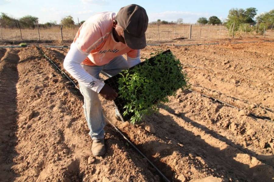 Programa pode beneficiar até 30 mil produtores no RN - Foto: Reprodução