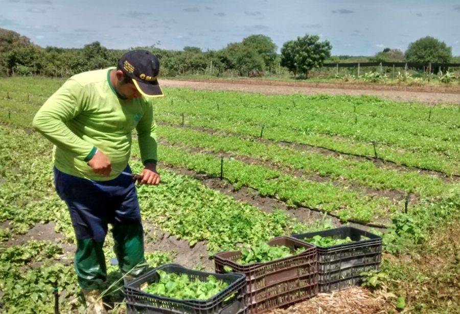 Programa Garantia Safra atende cerca de 30 mil agricultores familiares atingidos por seca e chuva - Foto: Carmem Felix / Governo do RN