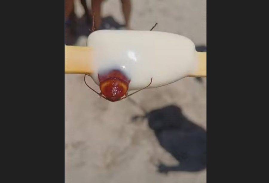 Consumidora contou que encontrou barata em picolé comprado na Praia do Recreio dos Bandeirantes — Foto: Reprodução/ TV Globo