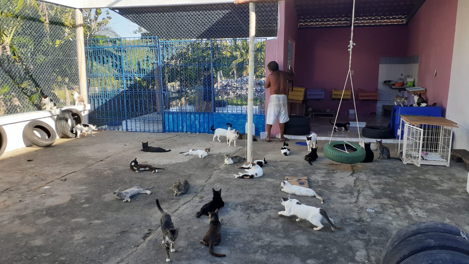 Abrigo de proteção animal em Macaíba pede doações - Tribuna de Noticias