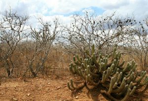 Processo de desertificação afeta diretamente a biodiversidade do bioma - Foto: Reprodução