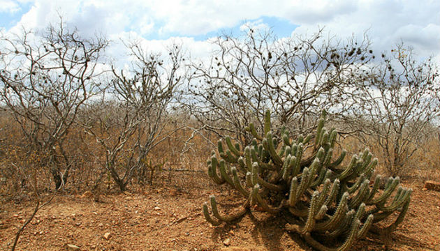 Processo de desertificação afeta diretamente a biodiversidade do bioma - Foto: Reprodução