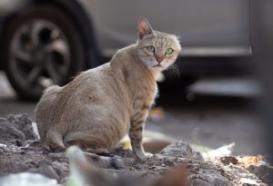 Algumas exceções devem ser justificadas com laudo veterinário - Foto: Reprodução/Unsplash