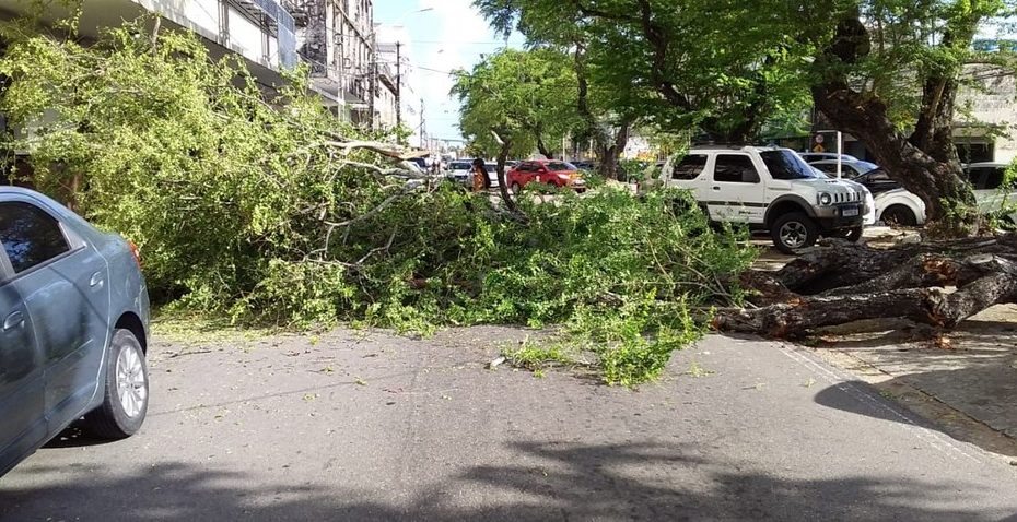 Árvore caiu na Avenida Duque de Caxias, na Ribeira — Foto: Guto Castro/STTU