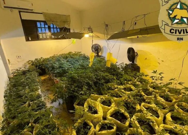 Denarc apreende quase 300 pés de maconha em laboratório clandestino em Natal - Foto: Divulgação/PCRN