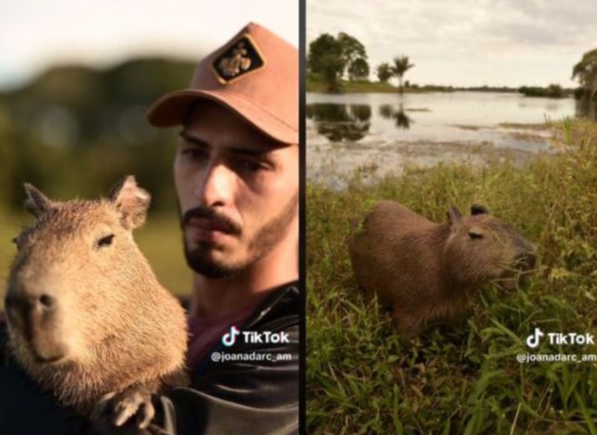 O que se sabe sobre o caso da capivara 'Filó', criada por