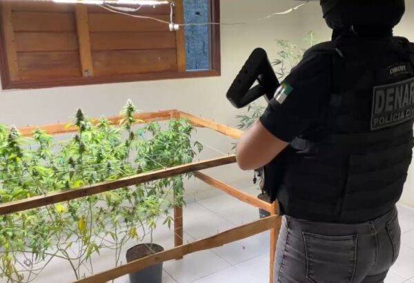 Plantações de maconha foram encontradas em casa na Zona Norte de Natal nesta quinta-feira (16) - Foto: PCRN / Reprodução