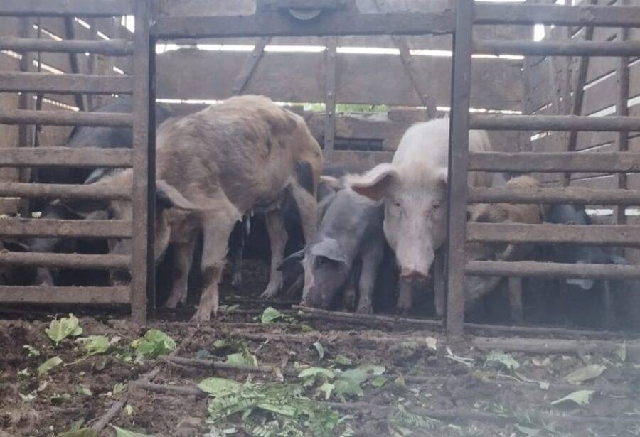 Entre os resgatados, estavam 29 porcos, quatro cachorros e um burro, todos mantidos em condições precárias por um homem que foi preso em flagrante na última sexta-feira (19).Foto: Polícia Civil