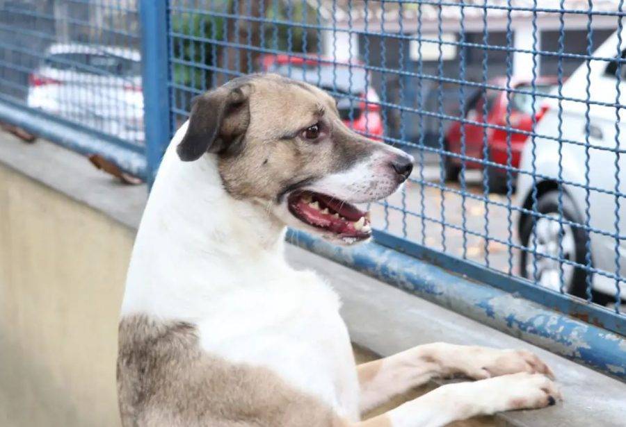 Hospital Municipal Veterinário vai atender cães e gatos - Foto: Reprodução